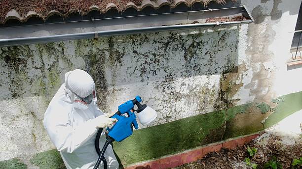 Mold Remediation service in Bluemont, Bluemont, VA